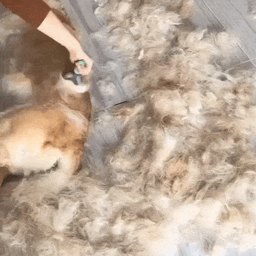 Pet Pro Grooming Tool: Pain-Free Grooming in Just 5 Minutes