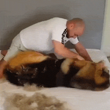 Pet Pro Grooming Tool: Pain-Free Grooming in Just 5 Minutes